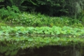 初夏映る