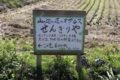 せんぎります