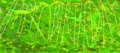 id:oki-k1