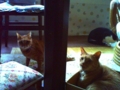 20100627234909