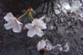 20110423164113