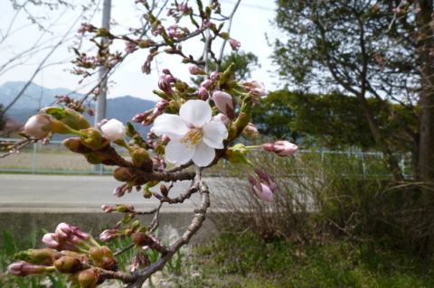 f:id:ss356745:20120423210720j:image f:id:ss356745:20120423210720j:image