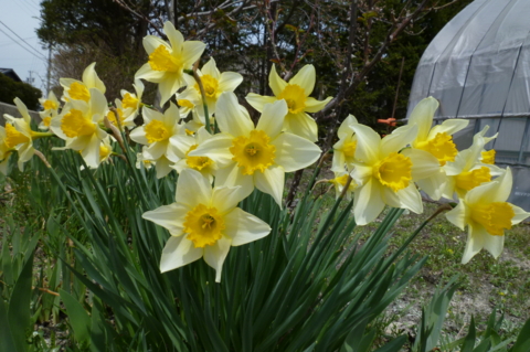 f:id:ss356745:20120423210929j:image f:id:ss356745:20120423210929j:image