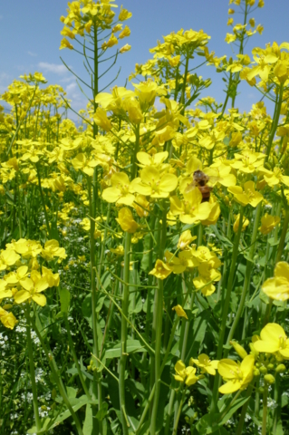 f:id:ss356745:20120425151408j:image f:id:ss356745:20120425151408j:image