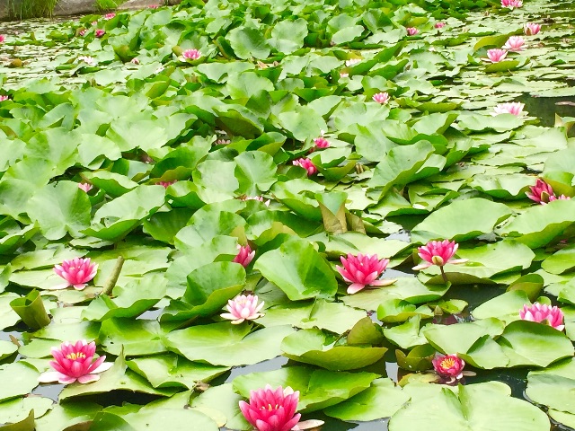 f:id:ssachiko:20150526081648j:image f:id:ssachiko:20150526081648j:image