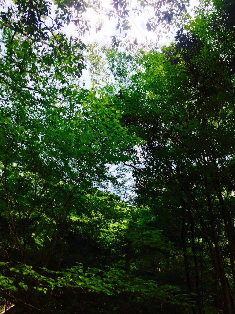 f:id:ssachiko:20150817202436j:image f:id:ssachiko:20150817202436j:image