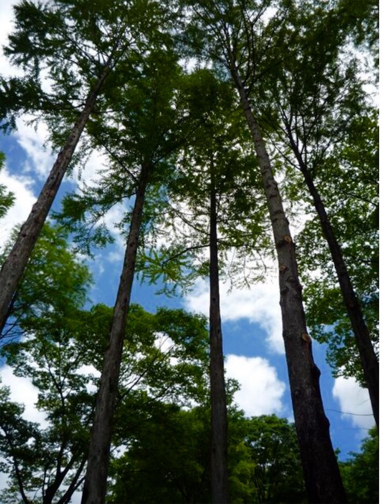 f:id:ssachiko:20170118093255j:image f:id:ssachiko:20170118093255j:image