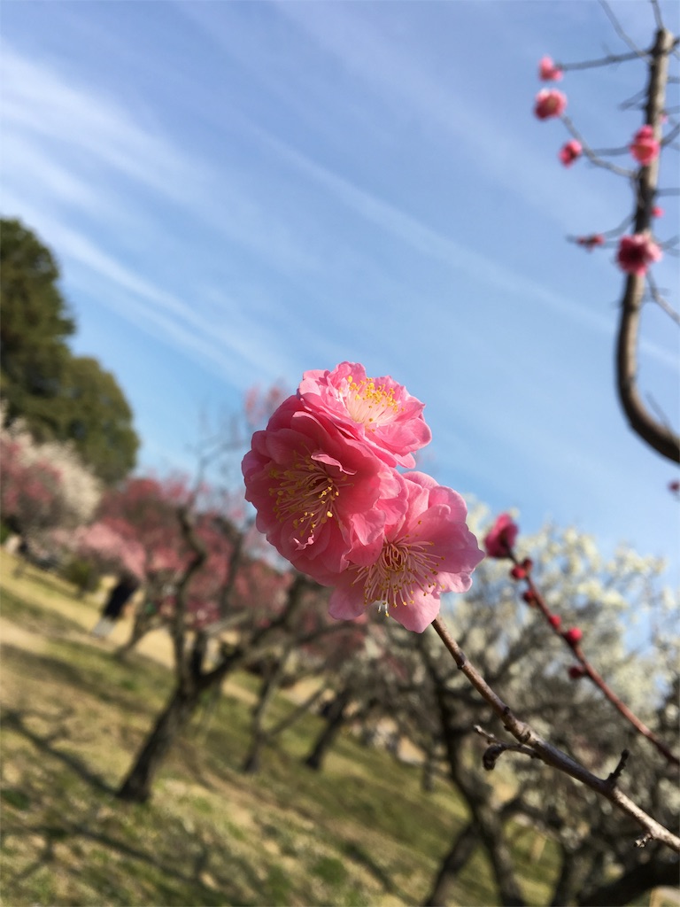 f:id:ssachiko:20170324094746j:image f:id:ssachiko:20170324094746j:image