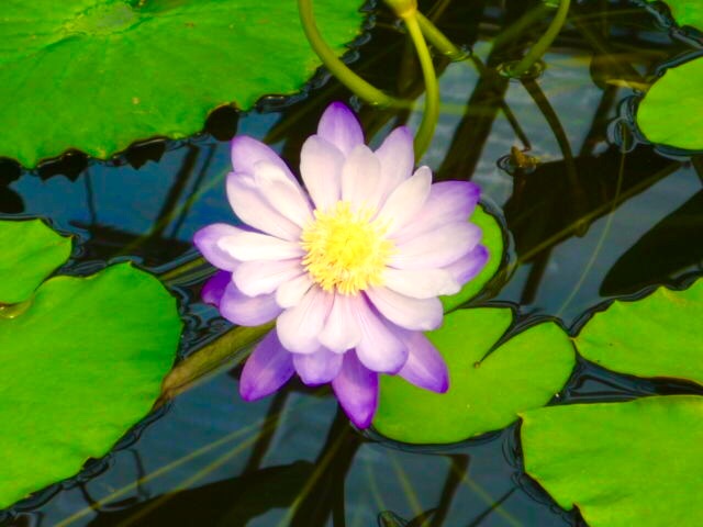 f:id:ssachiko:20171205183401j:plain