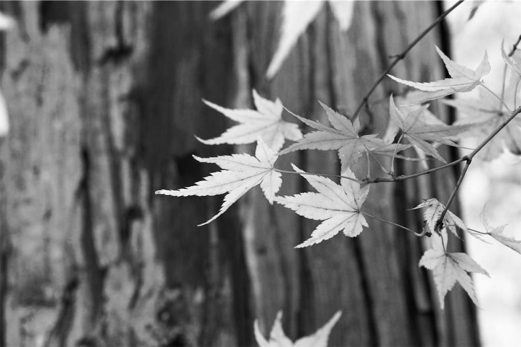 f:id:ssachiko:20181218130819j:image