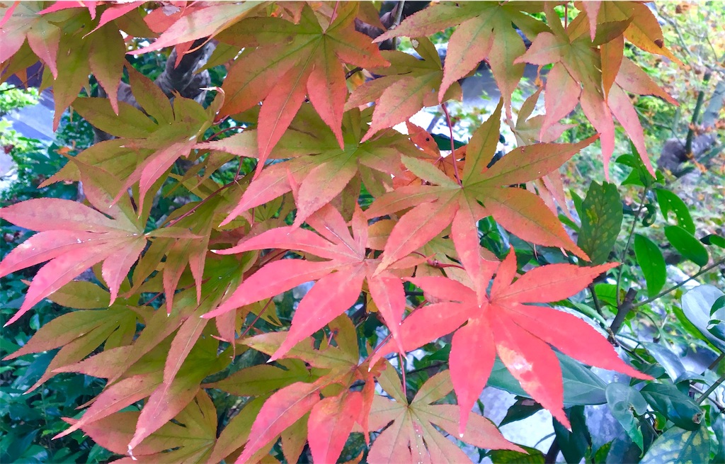 f:id:ssachiko:20181218130855j:image