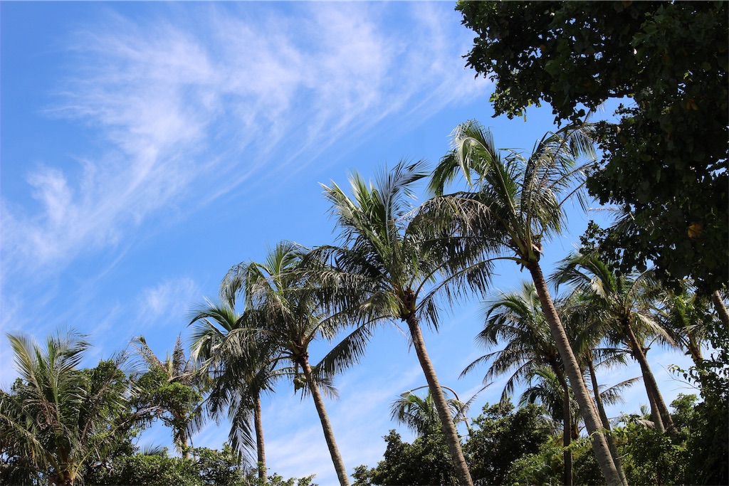 f:id:ssachiko:20190630204314j:image f:id:ssachiko:20190630204314j:image