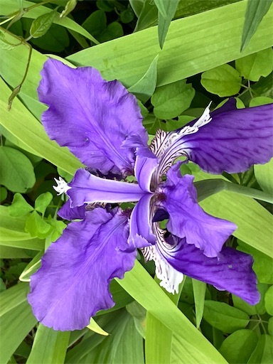 f:id:sscysm0218:20260429105132j:image