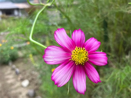 f:id:sscysm0218:20260913154741j:image