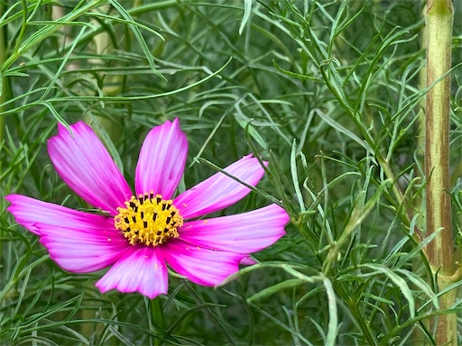 f:id:sscysm0218:20260913154751j:image