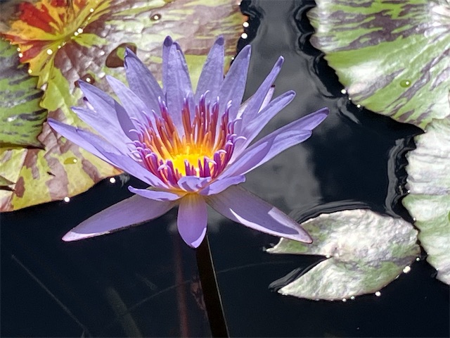 f:id:sscysm0218:20260917155529j:image f:id:sscysm0218:20260917155529j:image