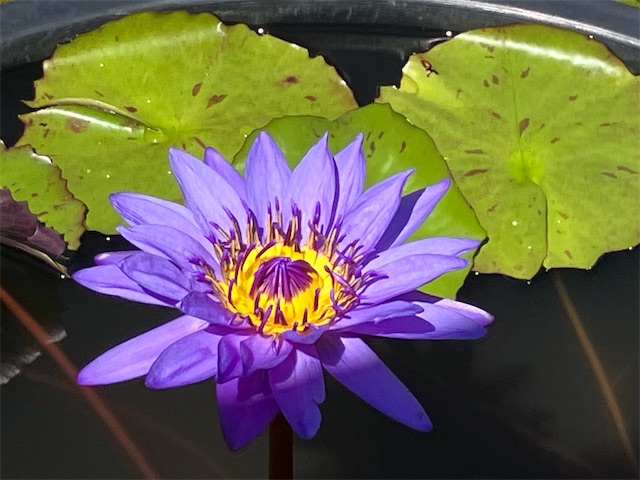 f:id:sscysm0218:20260917155827j:image f:id:sscysm0218:20260917155827j:image