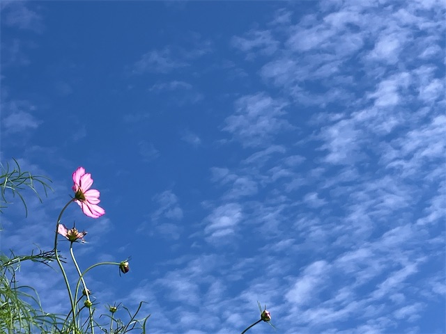 f:id:sscysm0218:20260918150512j:image f:id:sscysm0218:20260918150512j:image