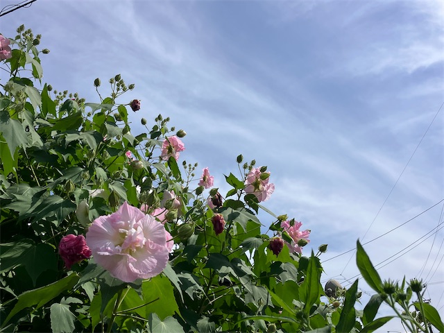 f:id:sscysm0218:20260918151021j:image f:id:sscysm0218:20260918151021j:image