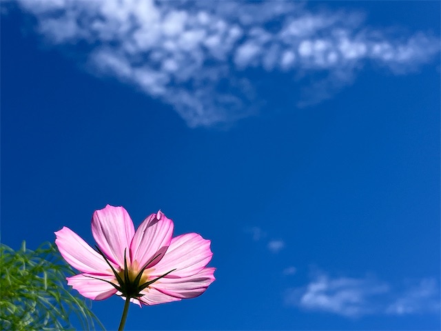 f:id:sscysm0218:20260919202810j:image
