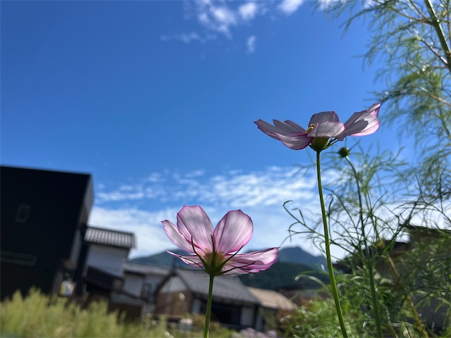 f:id:sscysm0218:20260919202824j:image