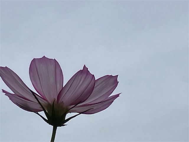 f:id:sscysm0218:20260920112247j:image f:id:sscysm0218:20260920112247j:image