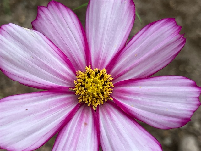 f:id:sscysm0218:20260920112250j:image f:id:sscysm0218:20260920112250j:image