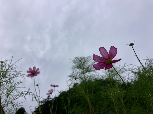 f:id:sscysm0218:20260920112827j:image f:id:sscysm0218:20260920112827j:image