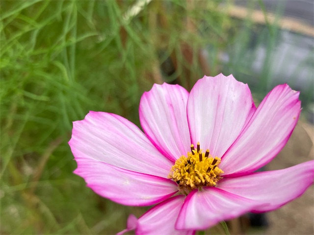f:id:sscysm0218:20260920112828j:image f:id:sscysm0218:20260920112828j:image