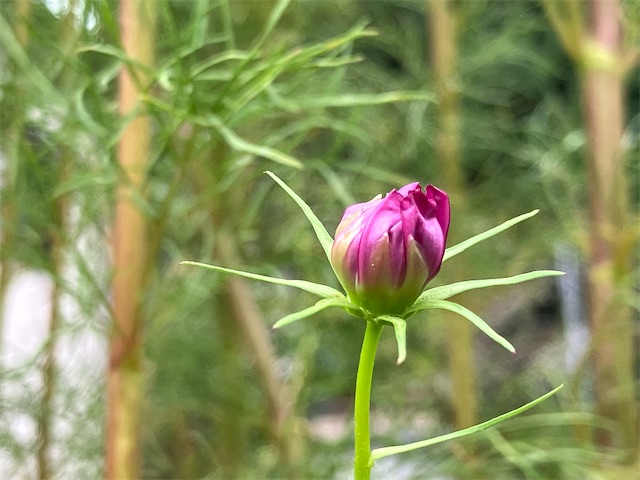 f:id:sscysm0218:20260920112830j:image f:id:sscysm0218:20260920112830j:image