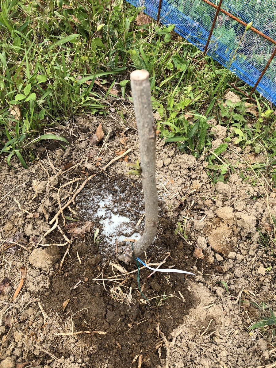 楽天市場】ナッツの木 苗 【ペカン （カンザ）】 接ぎ木苗 ポーニー