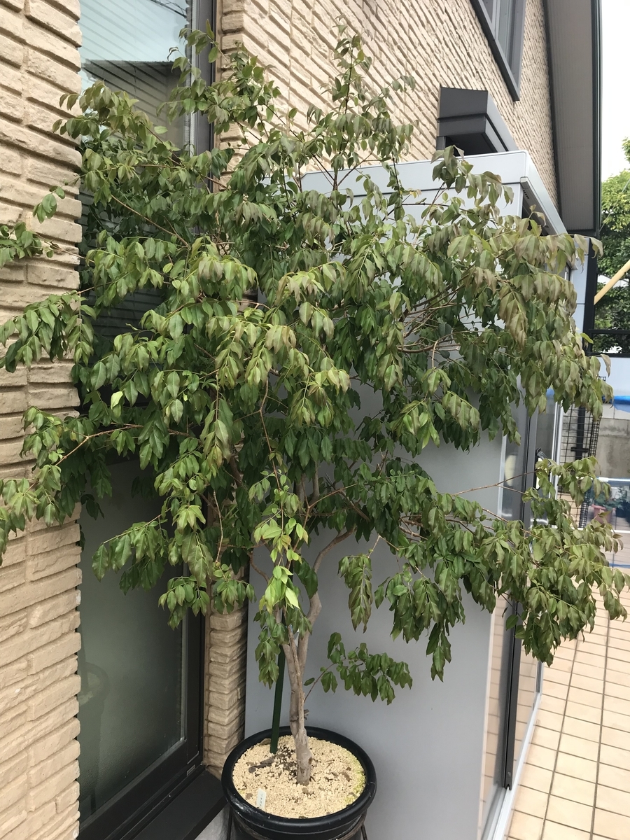 ジャボチカバ ビックワン 6年苗 ジャボチカバ ビックワン 6年苗