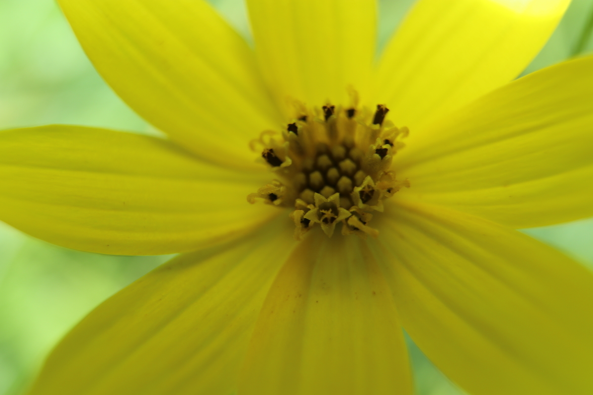 f:id:ssinon:20200716230603j:plain