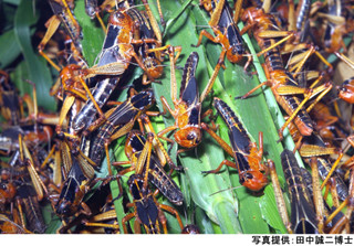 個別「トノサマバッタの群生相」の写真、画像 - ssn29's fotolife