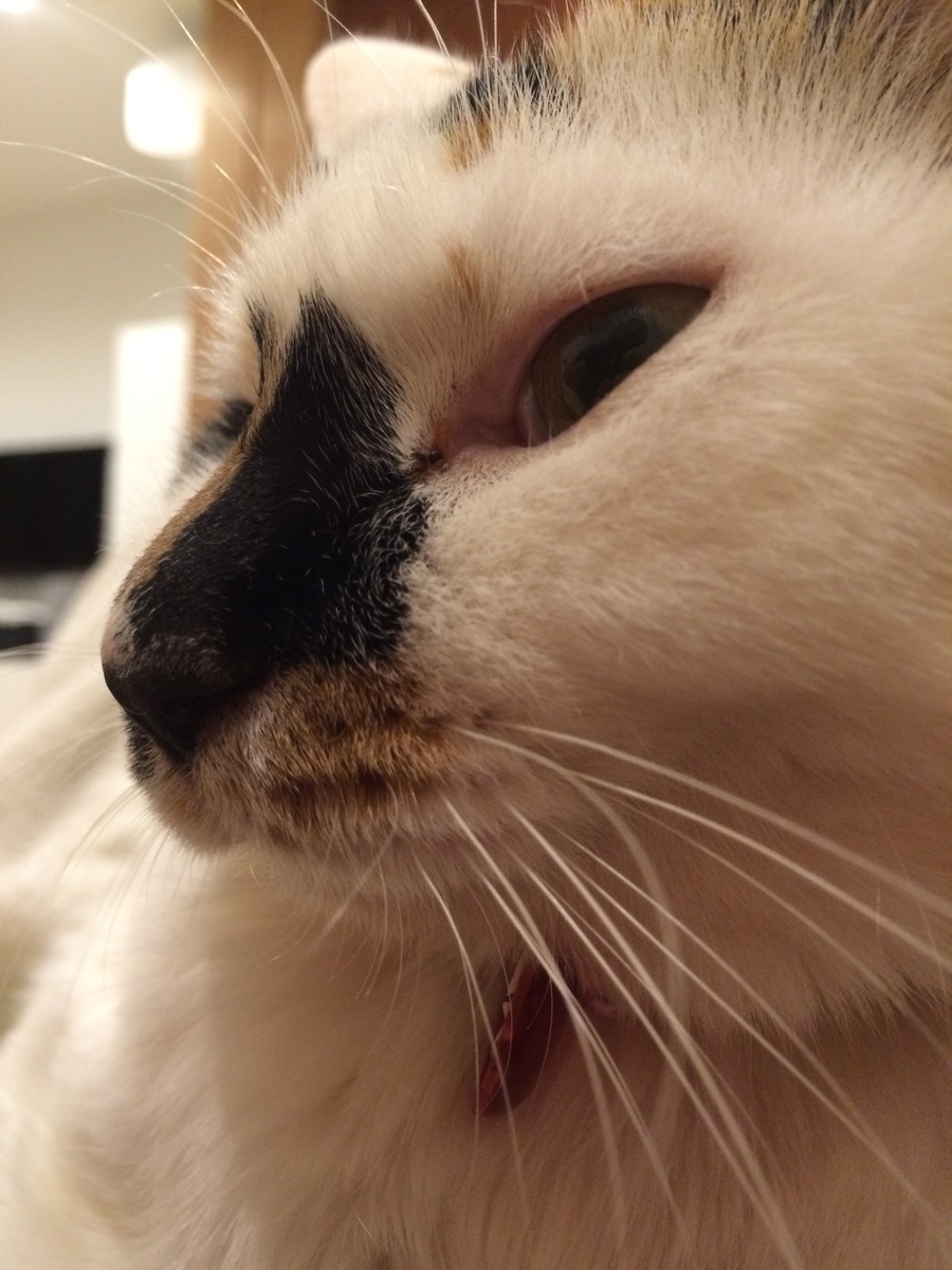 f:id:sspenguin:20190502132206j:plain f:id:sspenguin:20190502132206j:plain