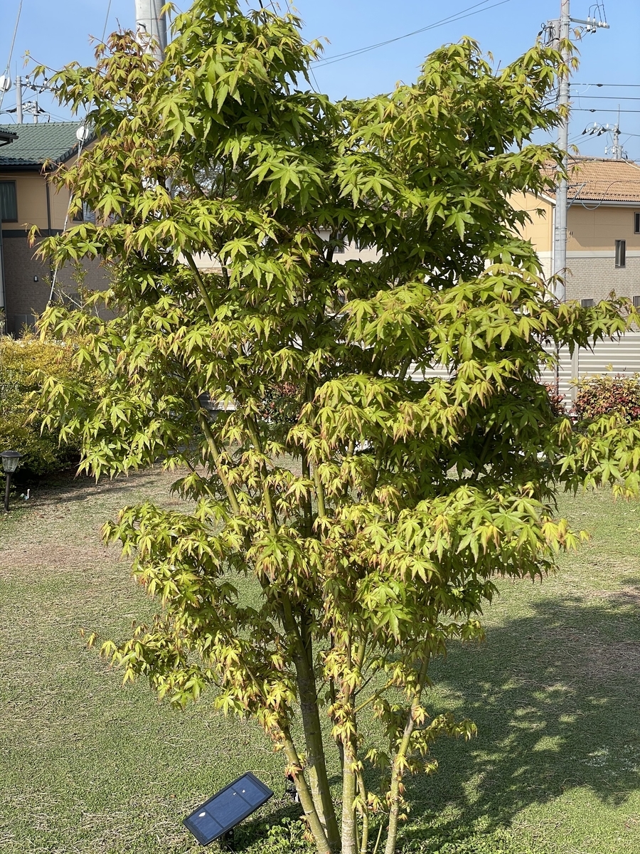 f:id:ssrindou:20210412081020j:plain