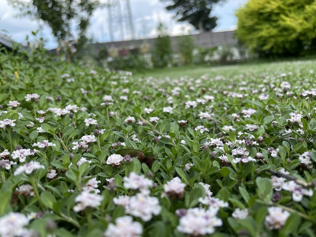 f:id:ssrindou:20210527082109j:plain