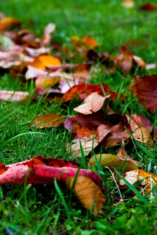 f:id:ssrm_msmr:20201123024530j:plain