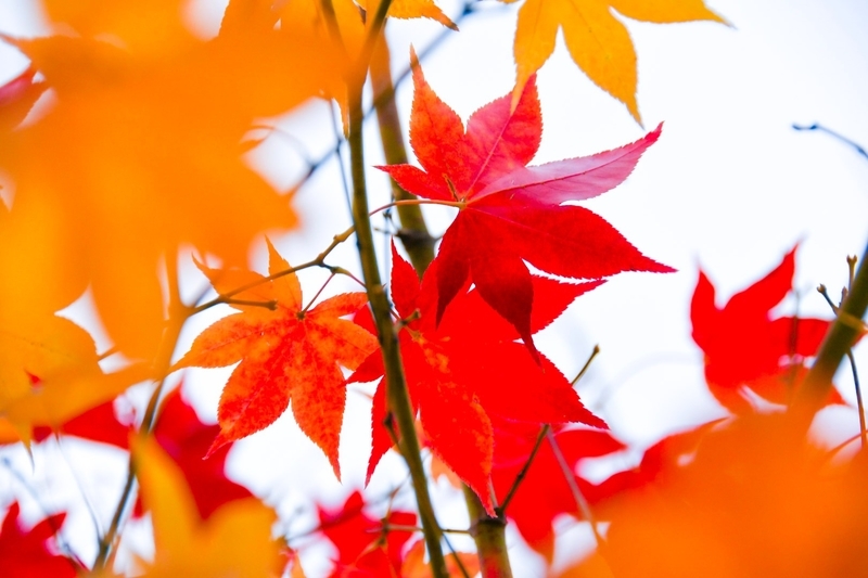 f:id:ssrm_msmr:20201123024622j:plain