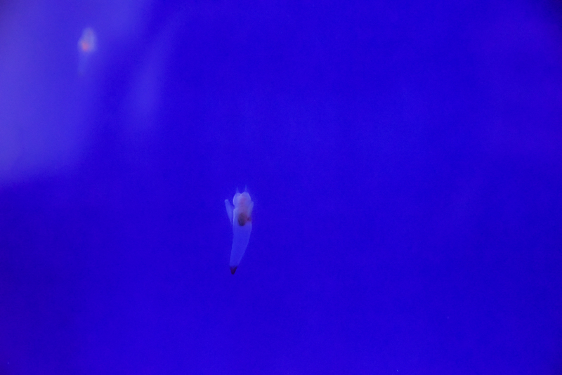 f:id:ssrm_msmr:20201208003042j:plain