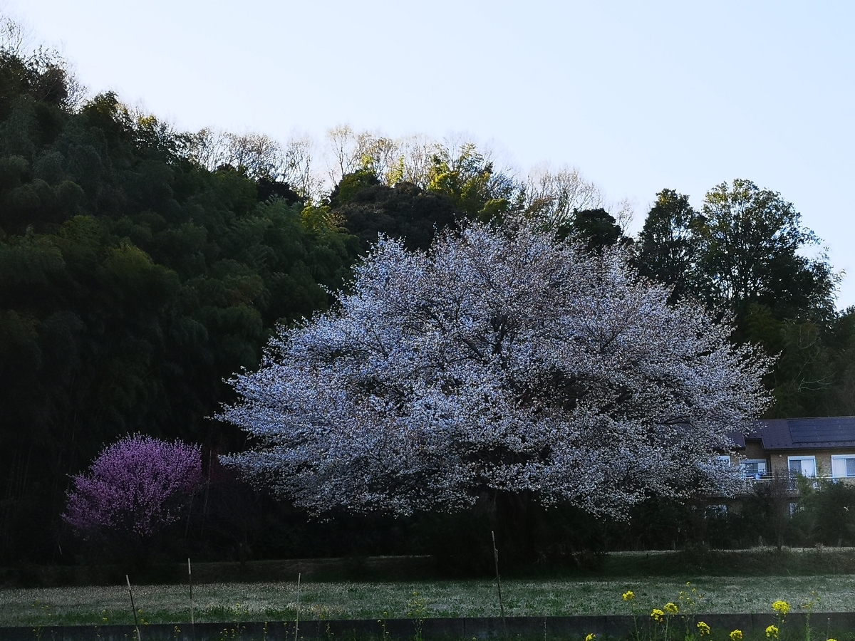 f:id:sss1216:20200326175051j:plain f:id:sss1216:20200326175051j:plain