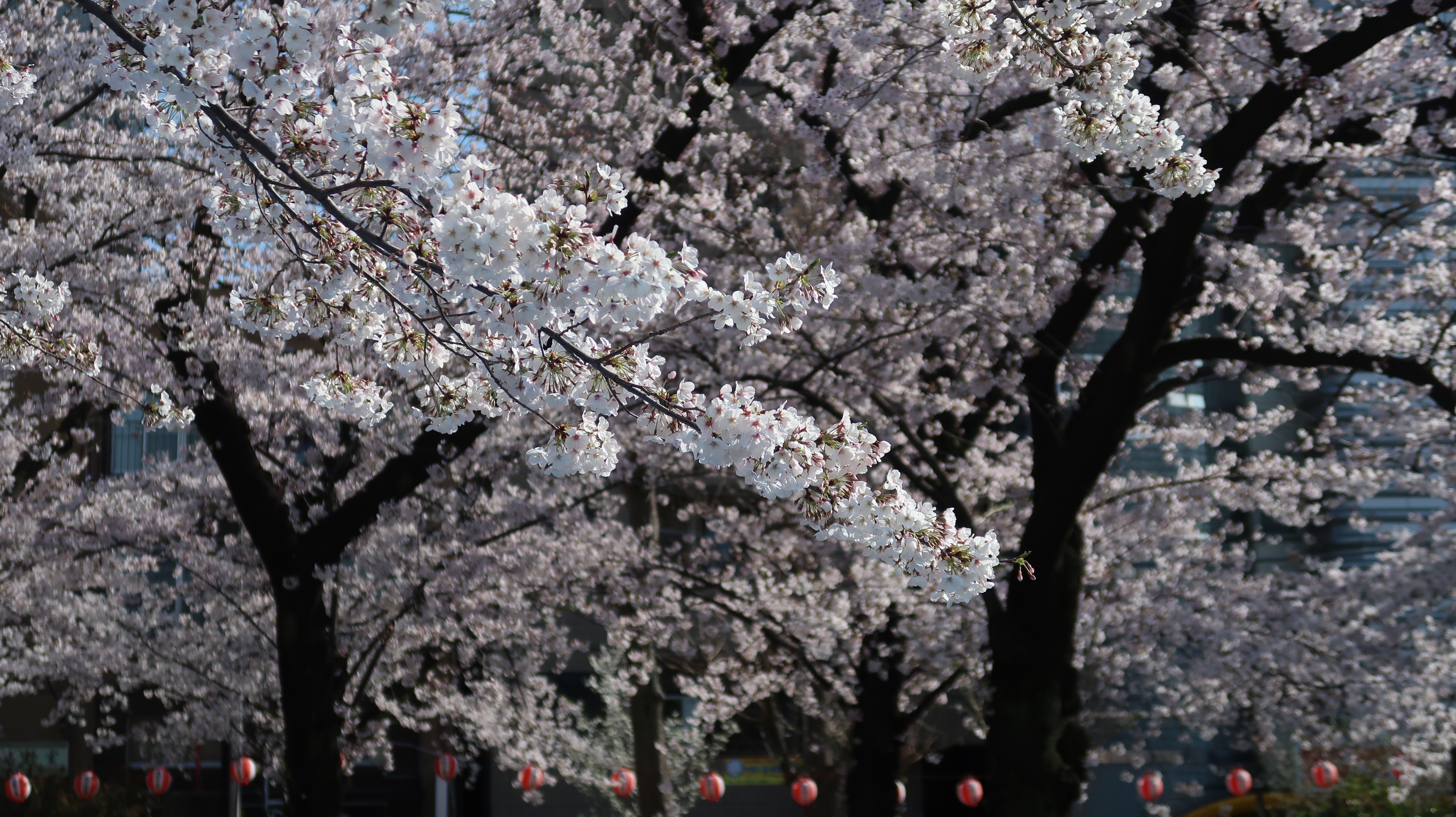 f:id:sssadayaaa:20190503055124j:image