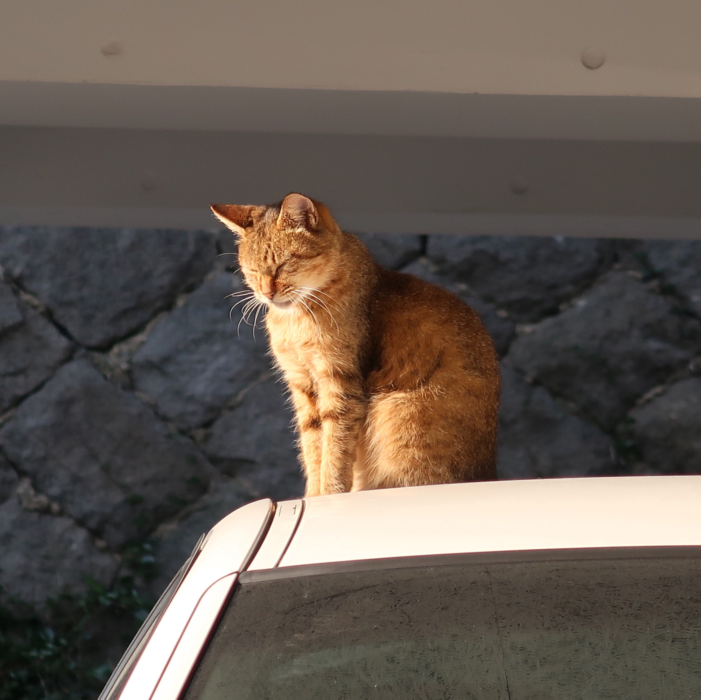 f:id:sssadayaaa:20190503060154j:image