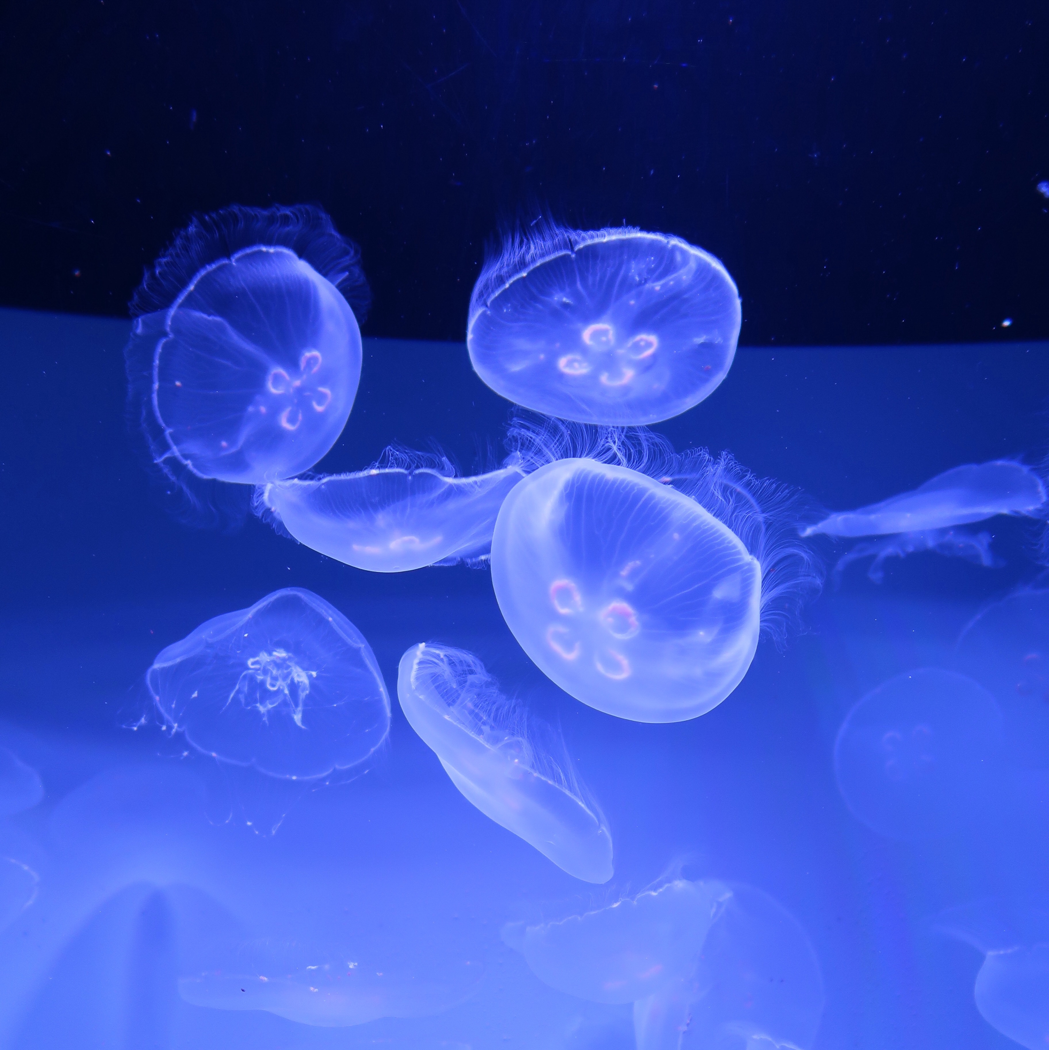 f:id:sssadayaaa:20190503060337j:image