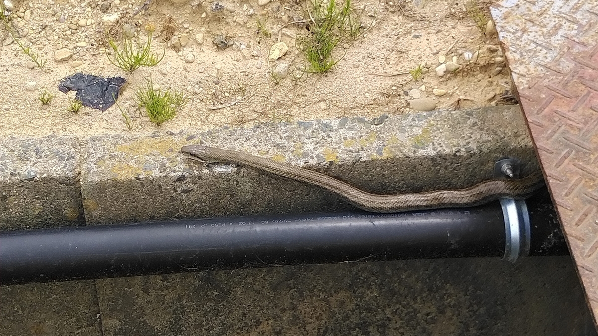 f:id:ssshoutenn:20200518105155j:plain f:id:ssshoutenn:20200518105155j:plain