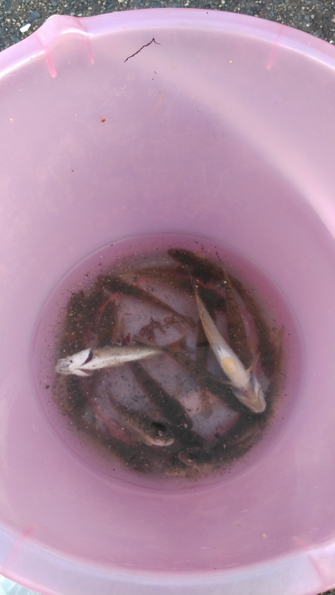 f:id:ssshoutenn:20200921170410j:plain f:id:ssshoutenn:20200921170410j:plain