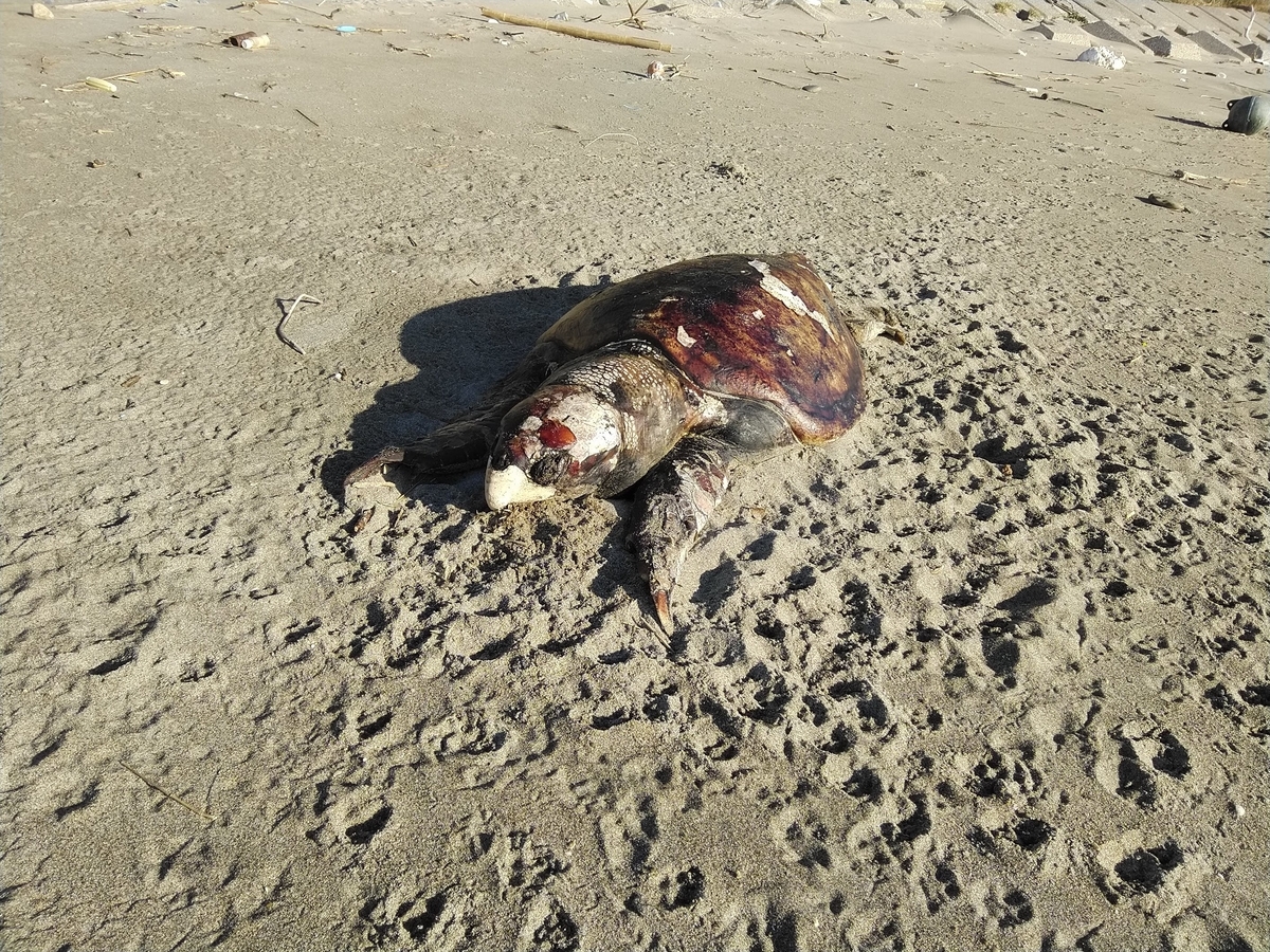 f:id:ssshoutenn:20211211083951j:plain