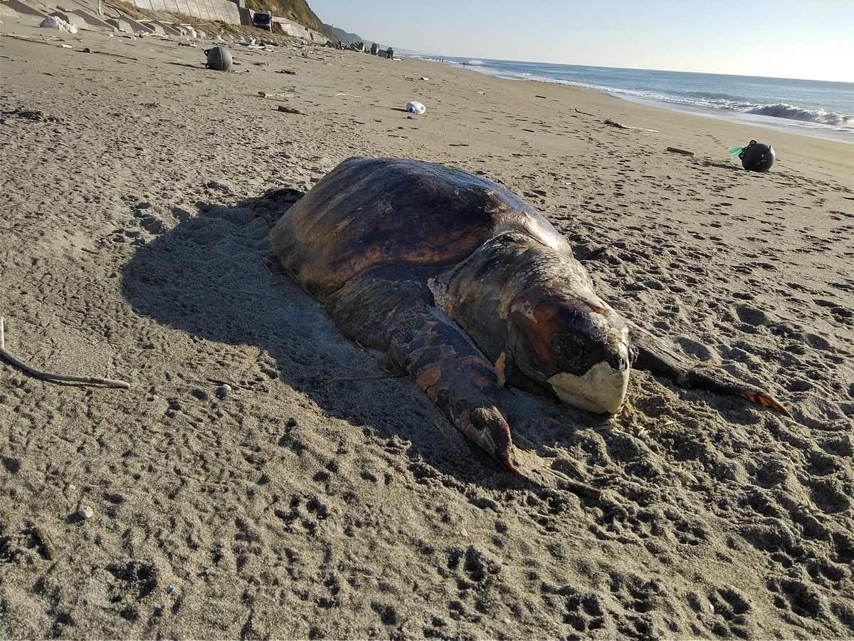 f:id:ssshoutenn:20211211084002j:plain