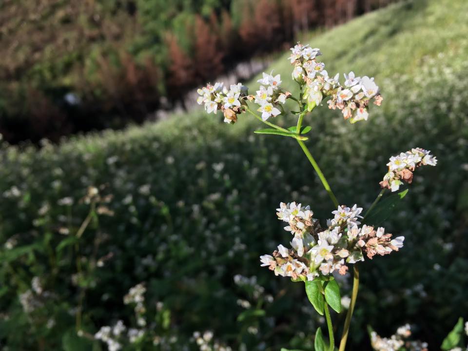 f:id:ssshumpei:20171003174924j:plain f:id:ssshumpei:20171003174924j:plain