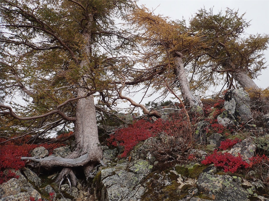 f:id:sssishinomaki:20181118211215j:image